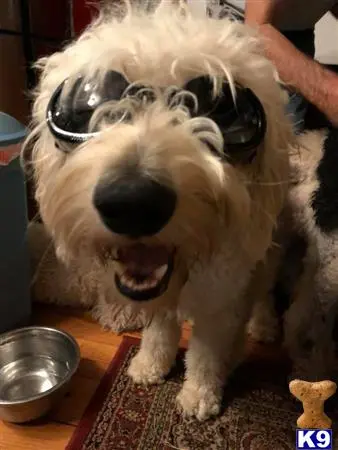 Goldendoodles stud dog: a goldendoodles dog wearing sunglasses