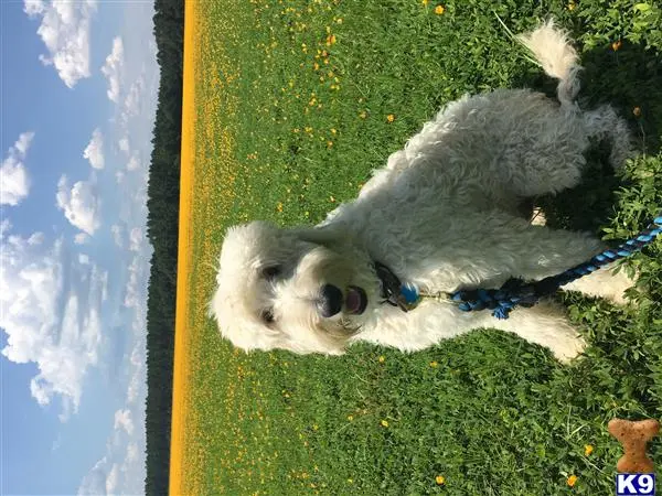 Goldendoodles stud dog: a goldendoodles dog lying on grass