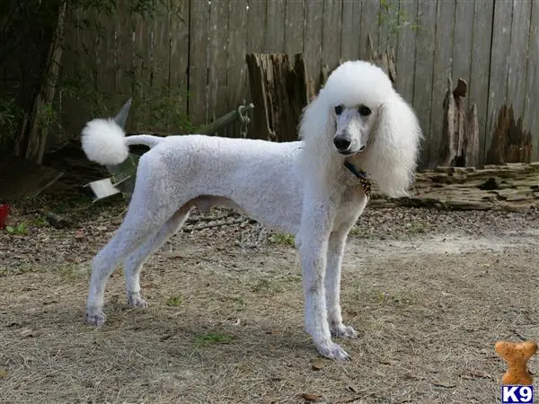 Poodle stud dog: a white poodle dog standing on dirt