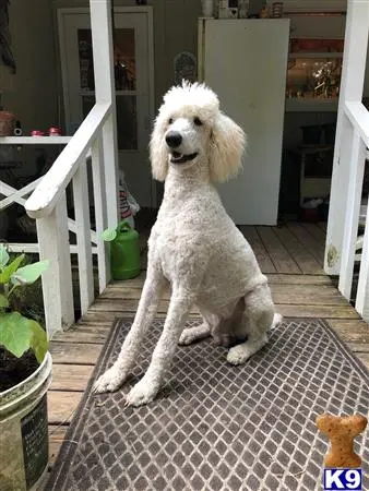Poodle stud dog: a poodle dog sitting on a chair