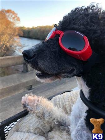 a poodle dog wearing sunglasses