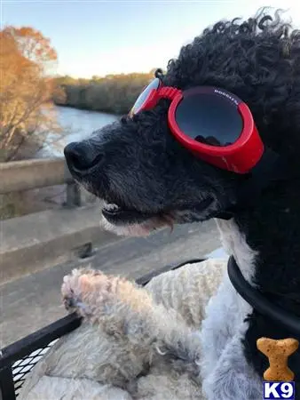 Poodle stud dog: a poodle dog wearing sunglasses