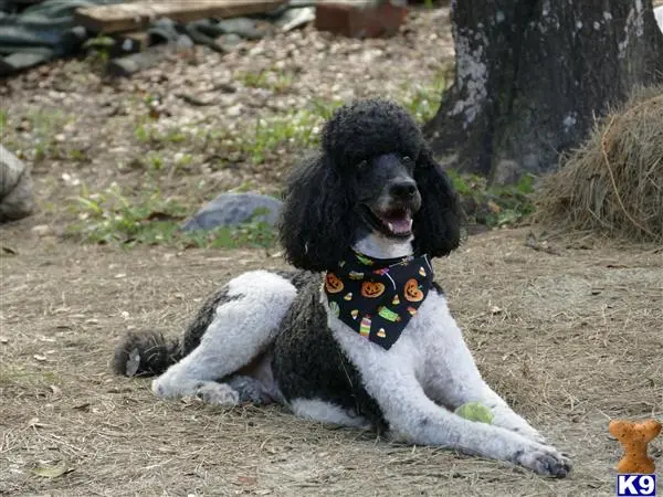 Poodle stud dog: a poodle dog lying on the ground