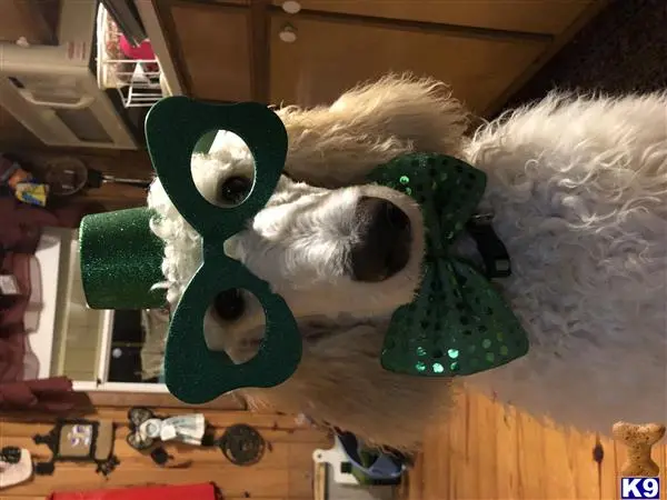 Poodle stud dog: a stuffed animal on a table
