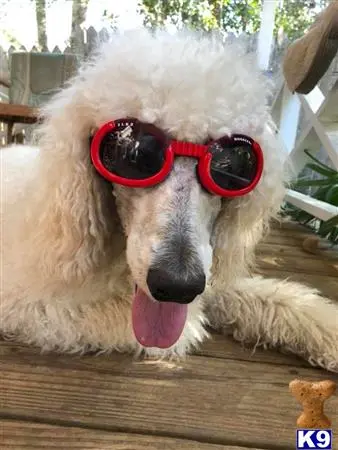 Poodle stud dog: a poodle dog wearing sunglasses