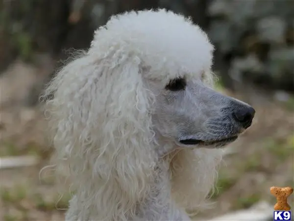 Poodle stud dog: a white poodle dog with a fluffy tail