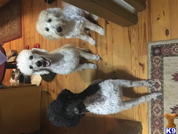 Poodle stud dog: a group of poodle dogs lying on the floor