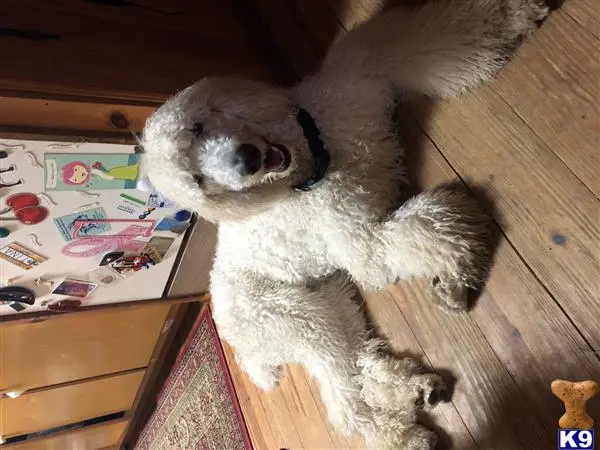 Poodle stud dog: a poodle dog lying on the floor