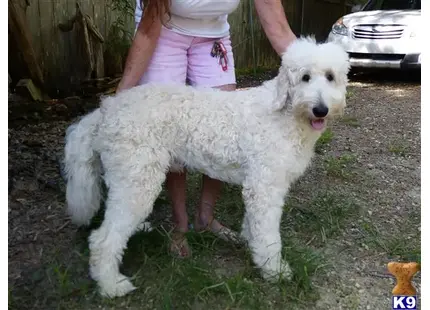 Goldendoodles stud dog: a person holding a goldendoodles dog