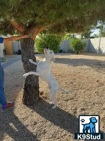 Dogo Argentino stud dog