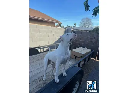 Dogo Argentino