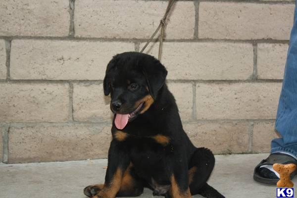 Rottweiler