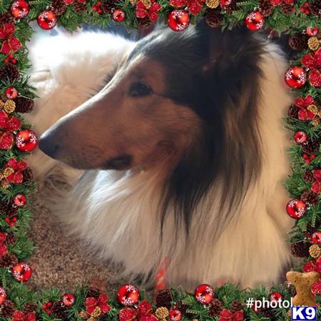 Collie stud dog