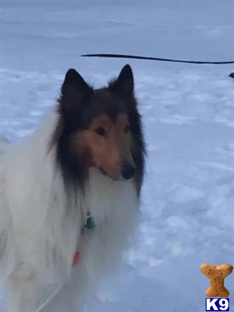 Collie stud dog