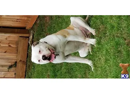 American Bulldog