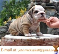 english bulldog puppy posted by maxims1
