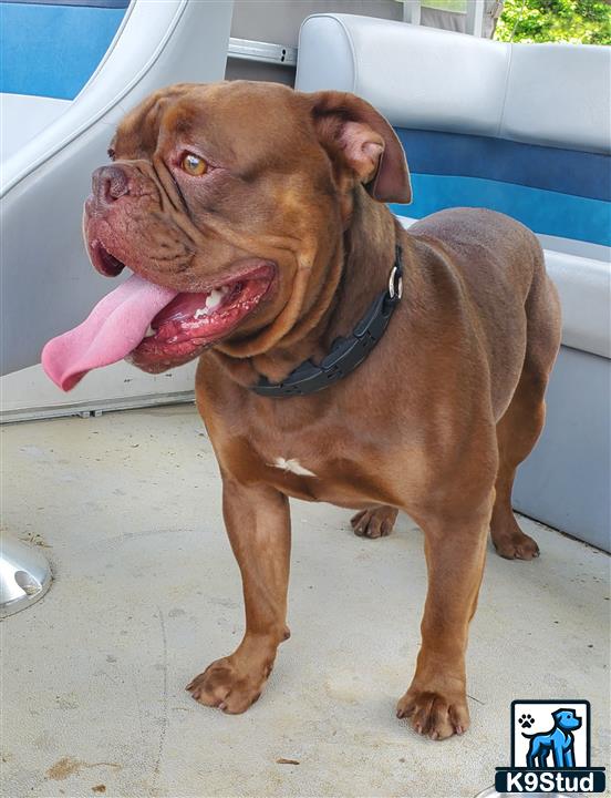 a old english bulldog dog with its tongue out