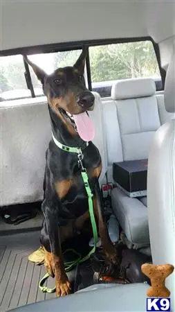 Doberman Pinscher stud dog