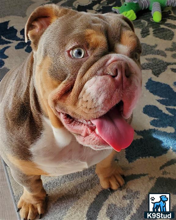a english bulldog dog with its mouth open