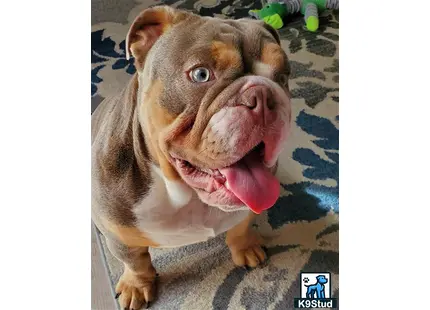 a english bulldog dog with its mouth open