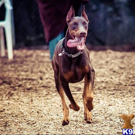 Doberman Pinscher