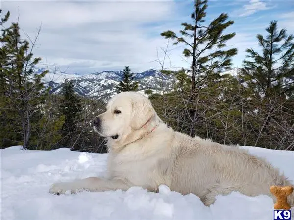 Golden Retriever stud dog