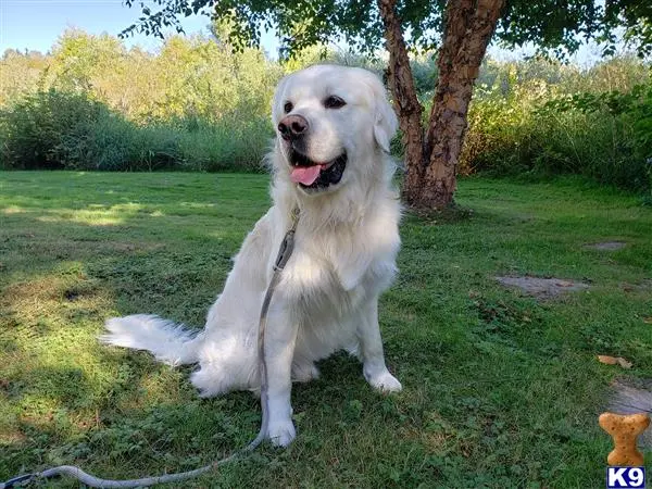 Golden Retriever stud dog