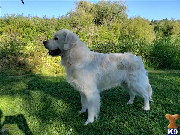 Golden Retriever stud dog