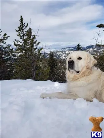 Golden Retriever stud dog