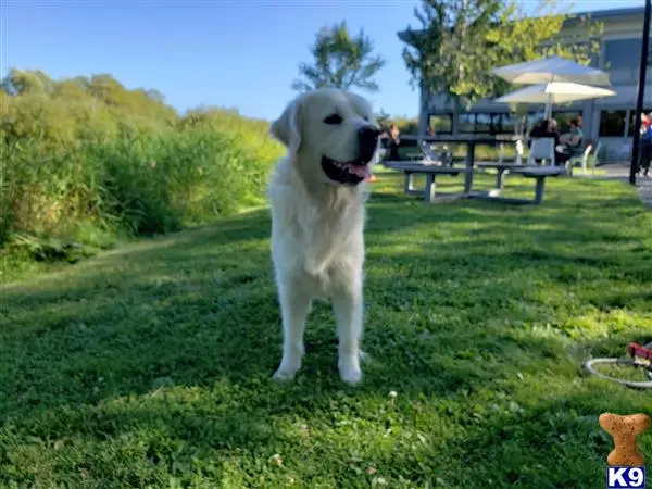 Golden Retriever stud dog