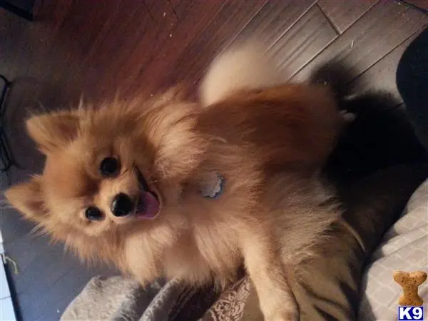 Pomeranian stud dog: a pomeranian dog lying on a couch