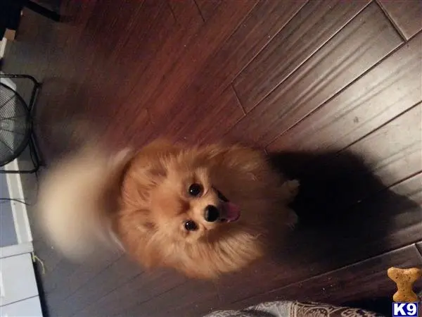 Pomeranian stud dog: a pomeranian dog lying on the floor