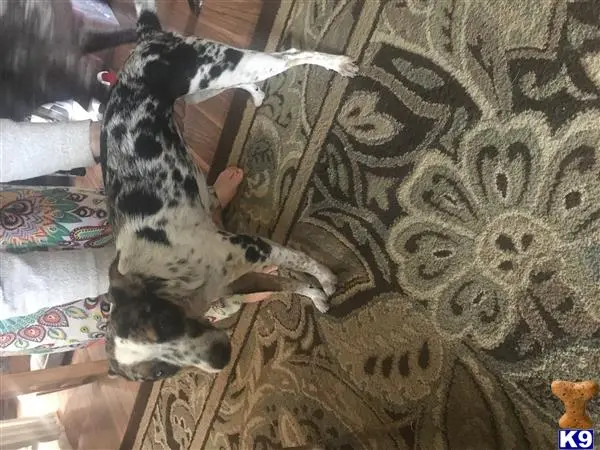 Australian Shepherd female dog: Black and white spotted dog standing on a patterned rug