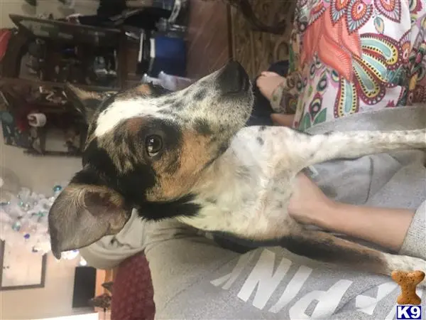 Australian Shepherd female dog: Tri-color dog with a short coat, sitting on a lap indoors