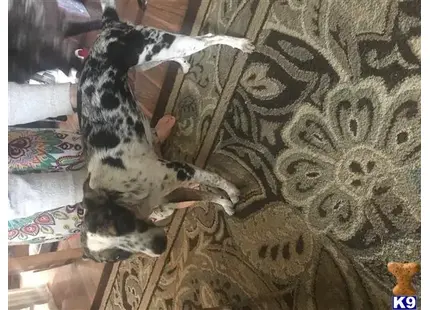 Australian Shepherd