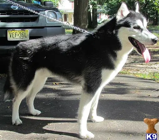 Siberian Husky stud dog