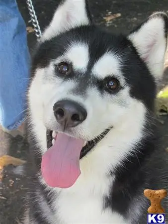 Siberian Husky stud dog