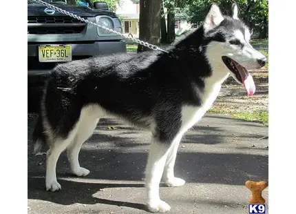 Siberian Husky