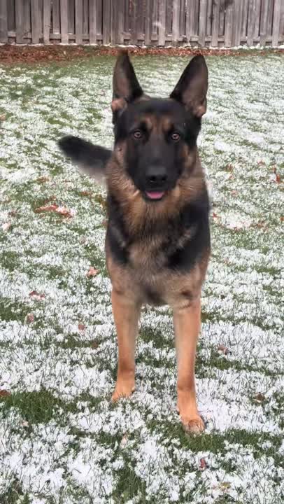 German Shepherd stud dog video