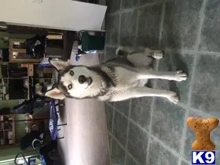 Siberian Husky