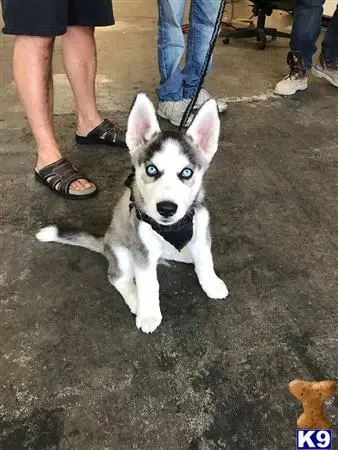 Siberian Husky stud dog