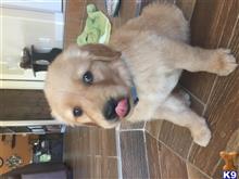 golden retriever puppy posted by mayra1962