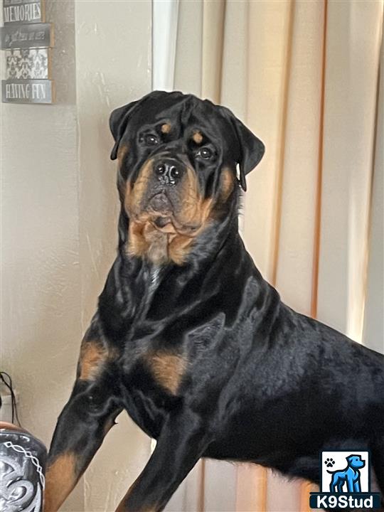a rottweiler dog wearing a hat
