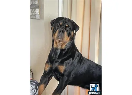 a rottweiler dog wearing a hat