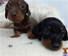 dachshund puppy posted by mb377054