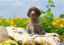 german shorthaired pointer puppy posted by mb377054