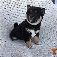 Shiba Inu Dogs For Adoption Near Los Angeles California