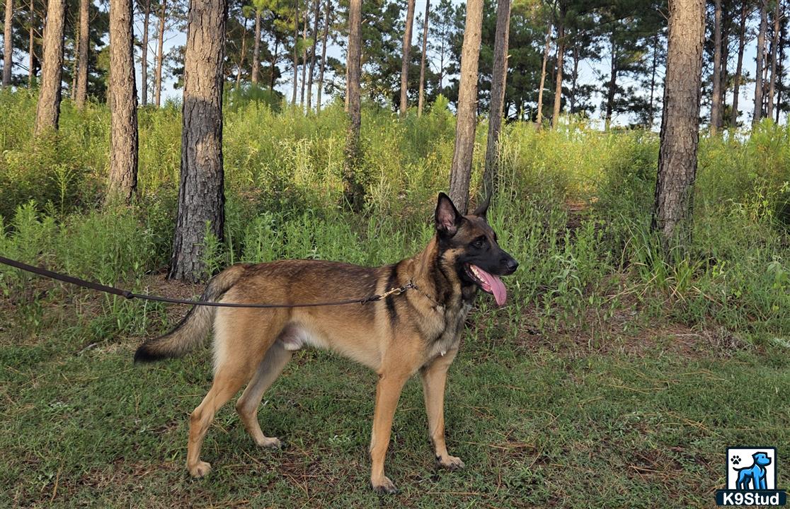 a belgian malinois dog on a leash in the woods
