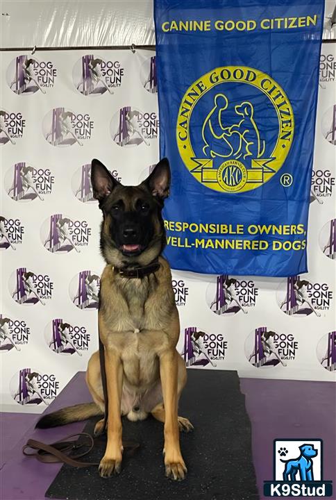 a belgian malinois dog sitting on a chair