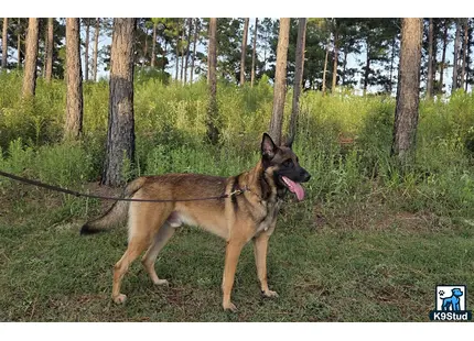a belgian malinois dog on a leash in the woods